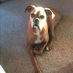 Meet your Posher, Brandon